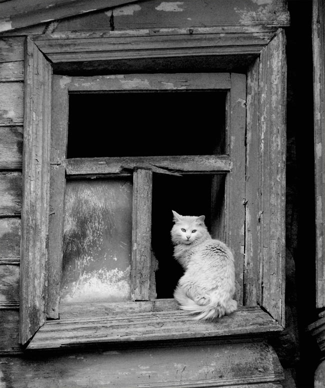 Kotiki.ru - все котики и кошечки Интернета