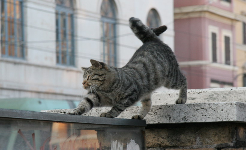 Kotiki.ru - все котики и кошечки Интернета