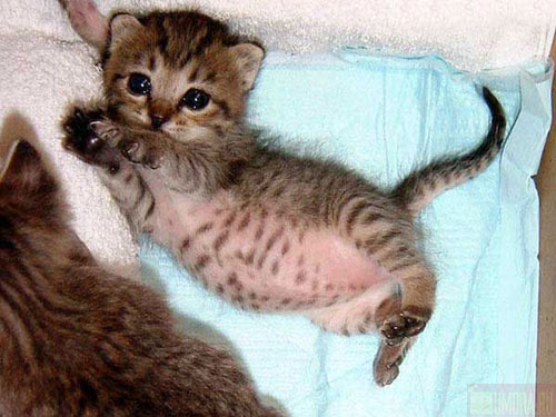 Kotiki.ru - все котики и кошечки Интернета