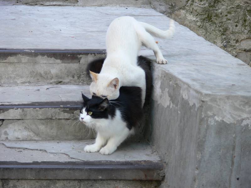 Kotiki.ru - все котики и кошечки Интернета