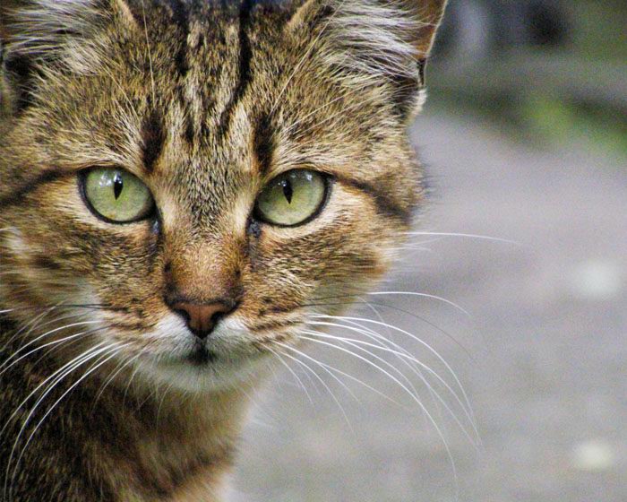 Kotiki.ru - все котики и кошечки Интернета