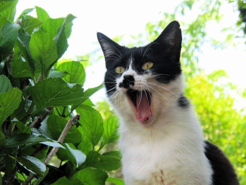 Kotiki.ru - все котики и кошечки Интернета