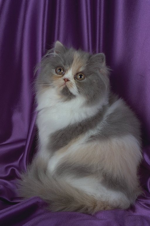 Kotiki.ru - все котики и кошечки Интернета