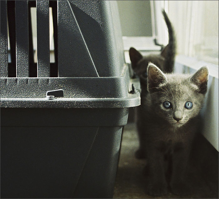 Kotiki.ru - все котики и кошечки Интернета