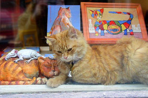 Kotiki.ru - все котики и кошечки Интернета