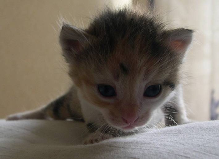 Kotiki.ru - все котики и кошечки Интернета