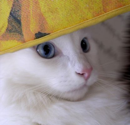 Kotiki.ru - все котики и кошечки Интернета