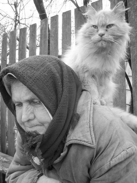 Kotiki.ru - все котики и кошечки Интернета