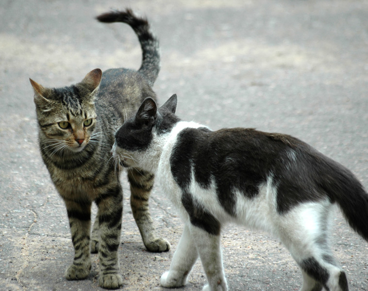 Kotiki.ru - все котики и кошечки Интернета