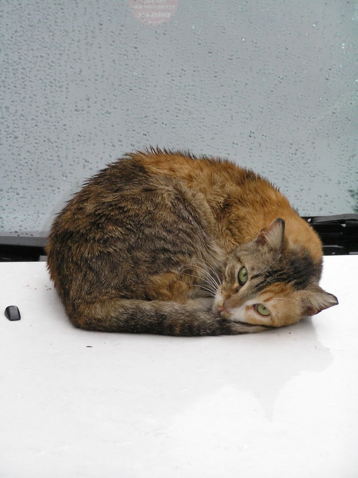 Kotiki.ru - все котики и кошечки Интернета