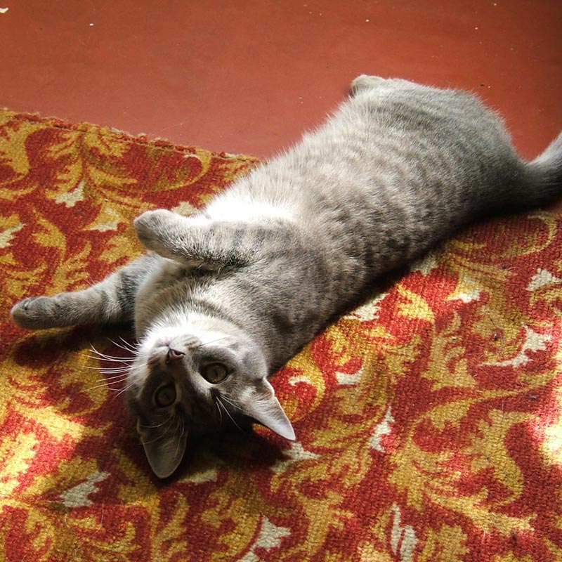 Kotiki.ru - все котики и кошечки Интернета