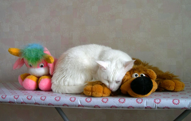 Kotiki.ru - все котики и кошечки Интернета