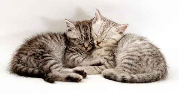   * Hugging cats