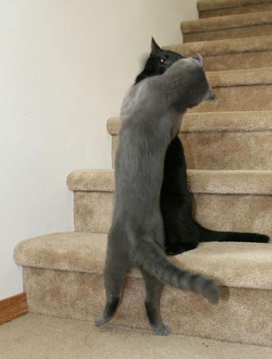   * Hugging cats