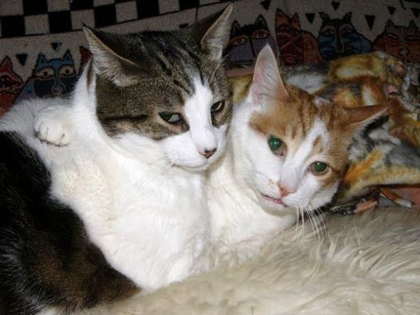   * Hugging cats