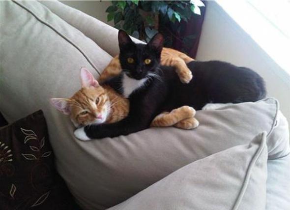   * Hugging cats