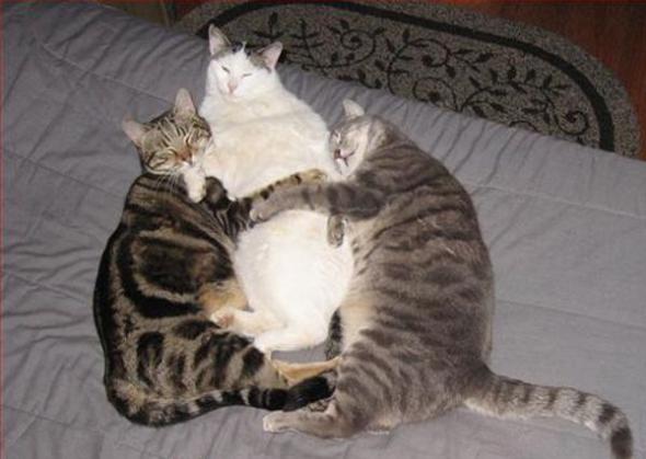   * Hugging cats