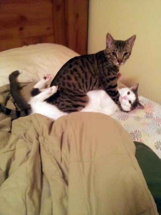   * Hugging cats