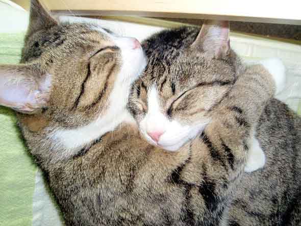   * Hugging cats