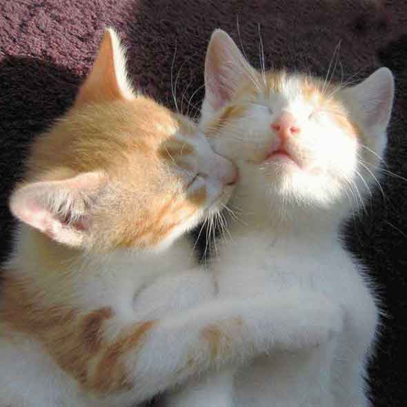   * Hugging cats
