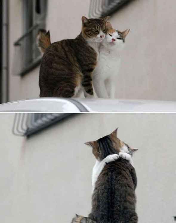   * Hugging cats