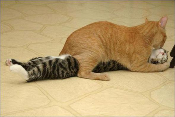   * Hugging cats