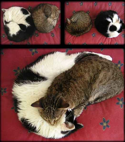   * Hugging cats