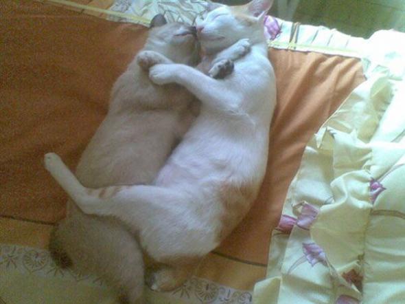   * Hugging cats