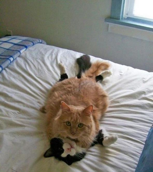   * Hugging cats