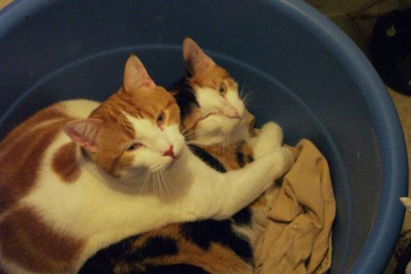   * Hugging cats