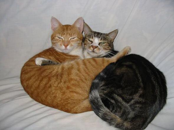   * Hugging cats