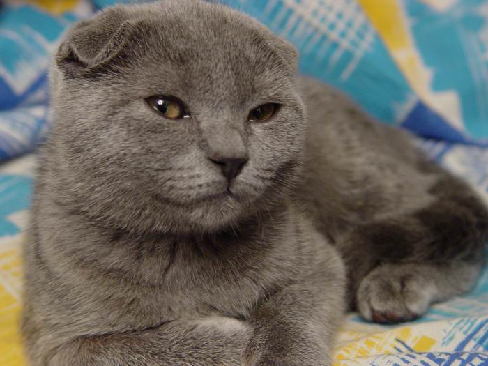 Kotiki.ru - все котики и кошечки Интернета