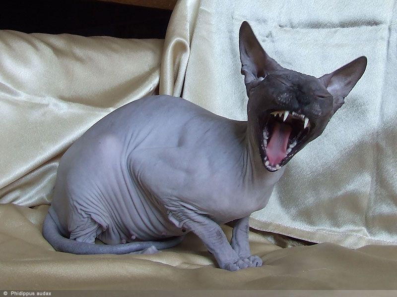 Kotiki.ru - все котики и кошечки Интернета